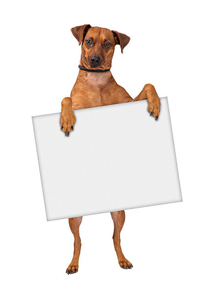 istock Pinscher Cross Dog Holding Sign 533523069