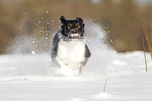 istock SUperfast border collie in snow, 533532501