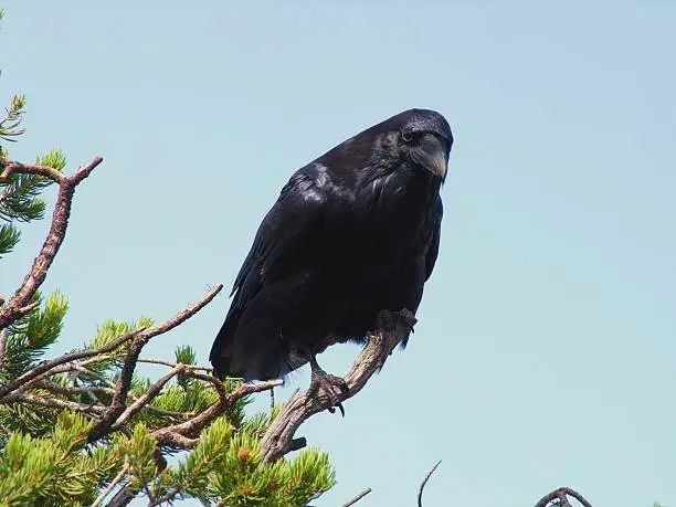 Photo of Common Raven