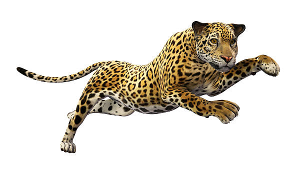 Jaguar Running Stock Photos, Pictures & Royalty-Free Images - iStock Jaguar Running Stock Photos, Pictures & Royalty-Free Images - iStock