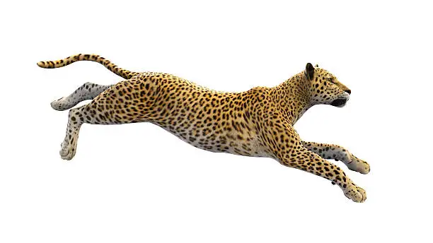 Leopard running, isolated on white background