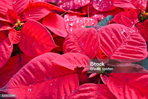 Poinsettia Stock Photo - Download Image Now - 2015, Christmas, Christmas Decoration