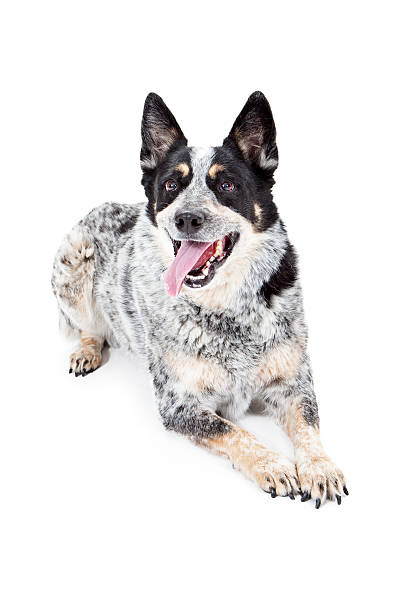 istock Happy Australian Cattle Dog Laying 533533381