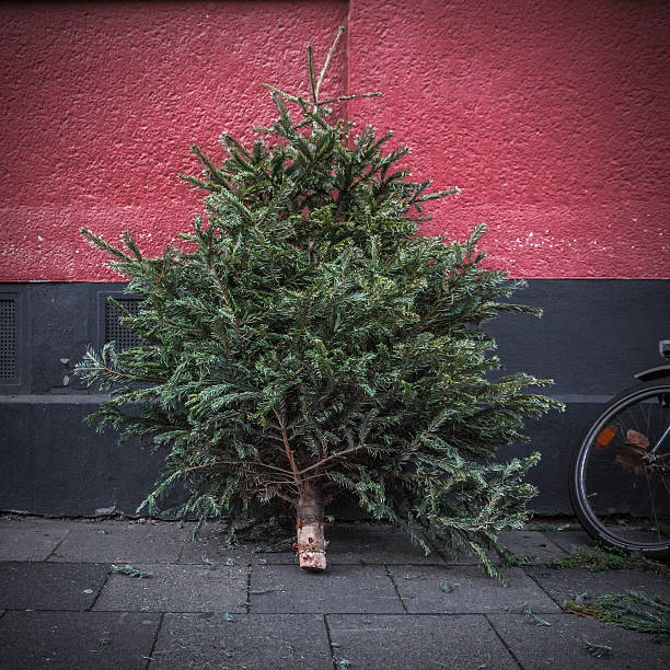 istock christmas tree in front of red wall 533534797