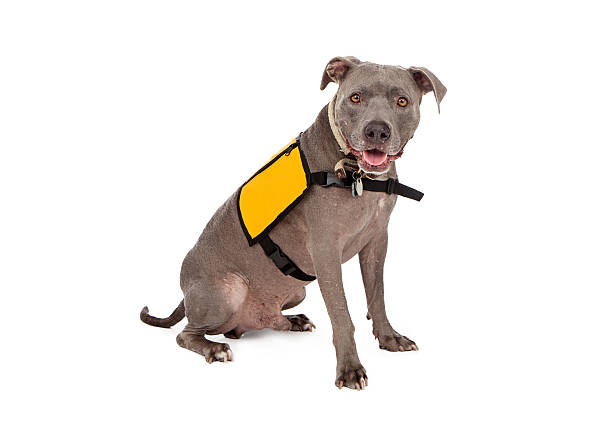 istock Pit Bull Wearing Yellow Service Vest 533534911