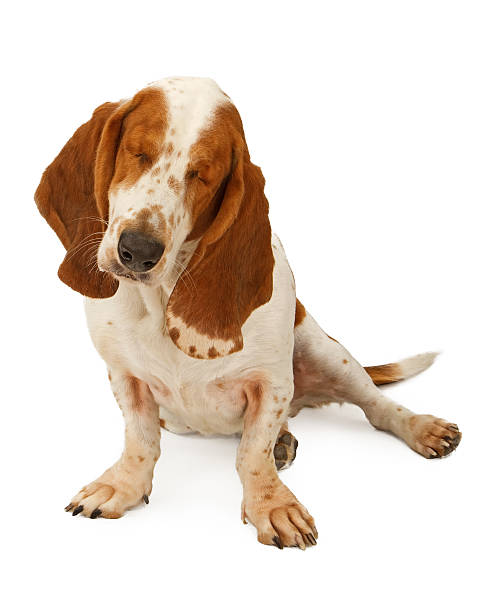 istock Blind Basset Hound Dog 533535229
