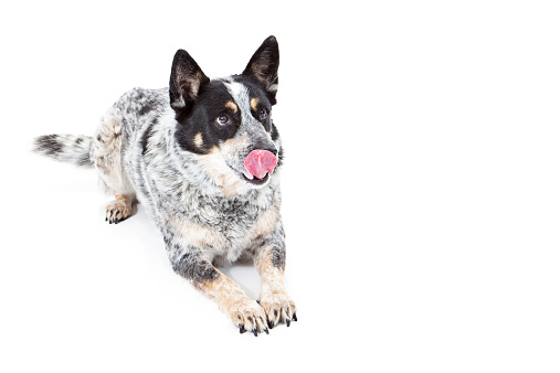 An Australian Cattle Dog laying down with his tongue out