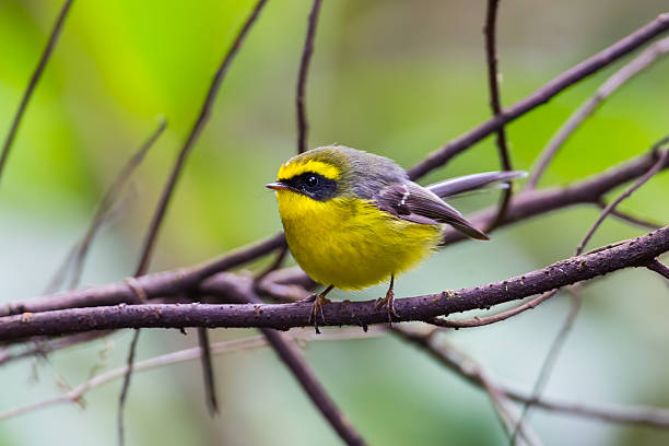 istock Yellow-bellied Fantail 533535417