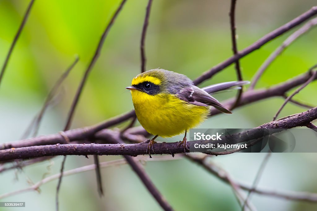 Yellow-bellied Fantail Yellow-bellied Fantail (Chelidorhynx hypoxantha) on the branch in nature at Intanon national park,Thailand 2015 Stock Photo