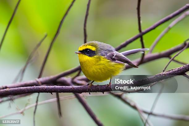 Yellowbellied Fantail Stock Photo - Download Image Now - 2015, Animal, Animal Body Part