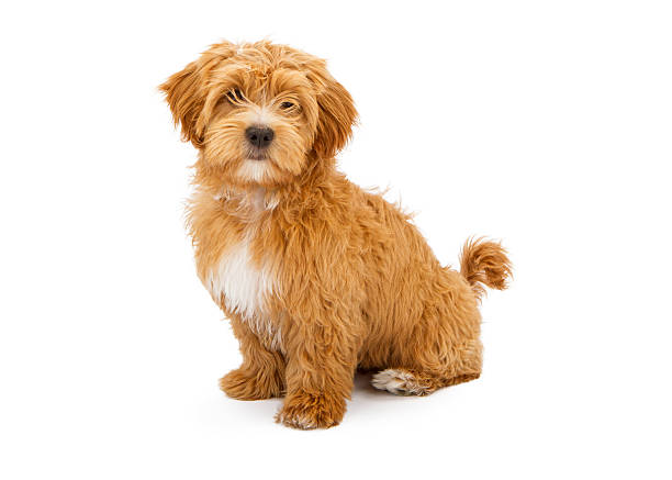 istock Adorable Fluffy Puppy Sitting 533535885