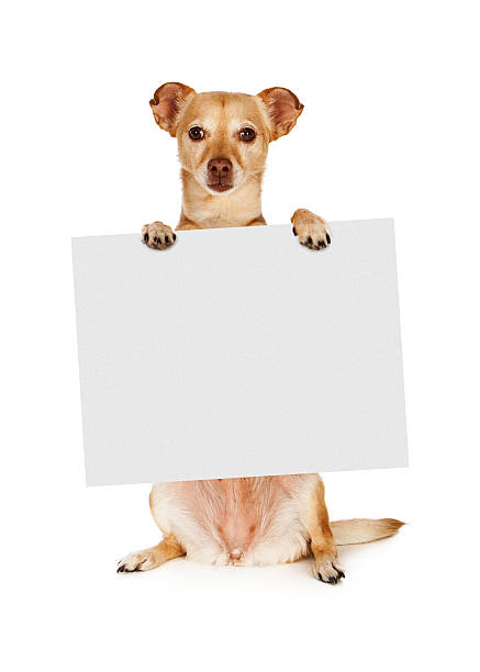 istock Chihuahua Mix Dog Holding Blank Sign 533535923