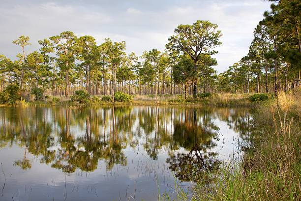 istock reflection of the tropical trees in the swamp 533535935