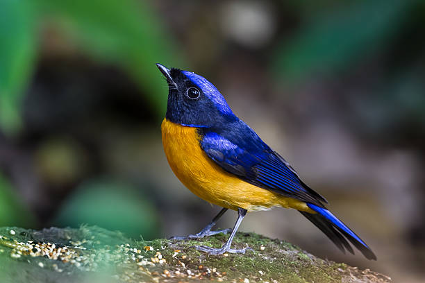 istock Rufous-bellied Niltava 533536003