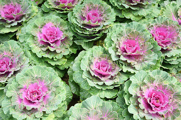 istock Fresh organic collard greens,red cabbage garden 533536869