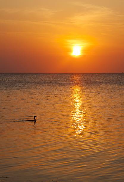 istock tropical ocean sunset and silhouette of a duck 533536893