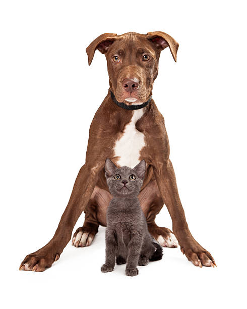 istock Brown large puppy with kitten 533536927