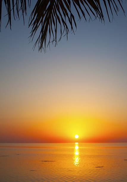istock tropical sunset with palms and the ocean 533537009