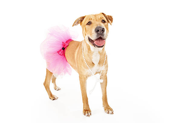 istock Yellow Labrador Dog in Pink Tutu 533537125