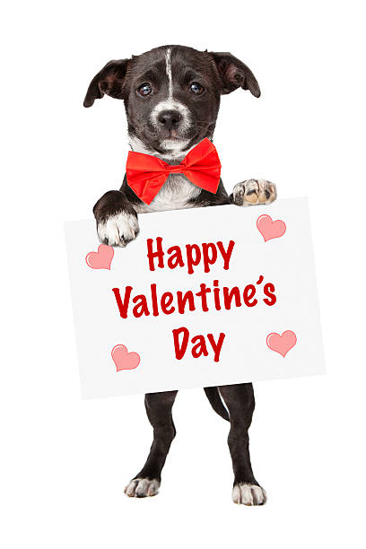 istock Puppy holding Valentines Sign 533537143