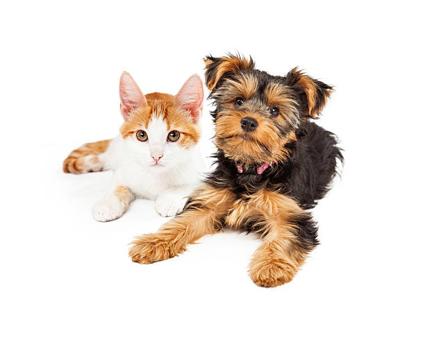 istock Yellow Gold Kitten Laying Looking Into Camera 533537147