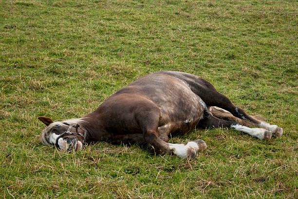 лошадь sleep на луг - schlafend стоковые фото и изображения