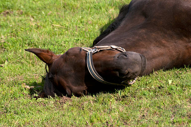 cavalo no prado de sono - schlafend imagens e fotografias de stock