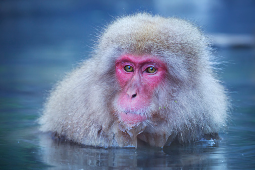 A snow monkey (Japanese macaque) sitting in the hot springs at Jigokudani Monkey Park.