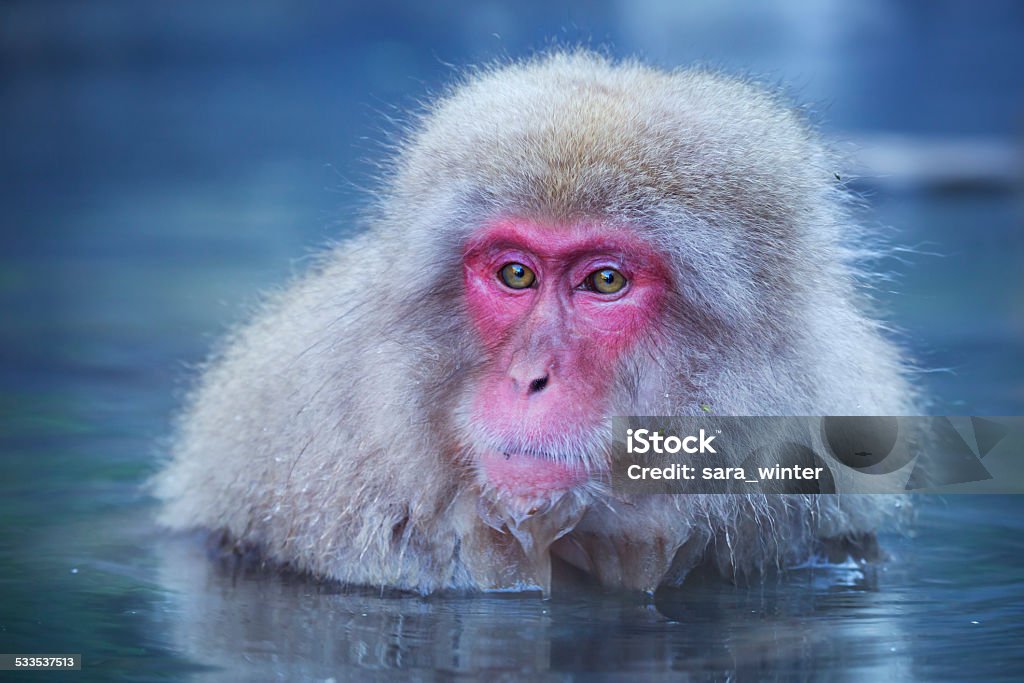 Japanese snow monkey bathing in hot spring in Jigokudani Park A snow monkey (Japanese macaque) sitting in the hot springs at Jigokudani Monkey Park. Japanese Macaque Stock Photo
