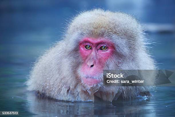 Japanese Snow Monkey Bathing In Hot Spring In Jigokudani Park Stock Photo - Download Image Now