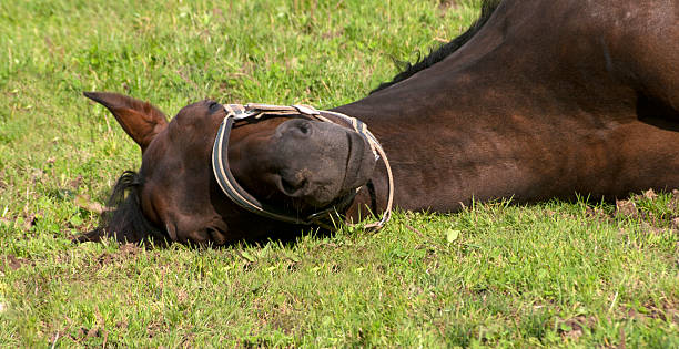 pferd schläft auf der koppel - schlafend imagens e fotografias de stock