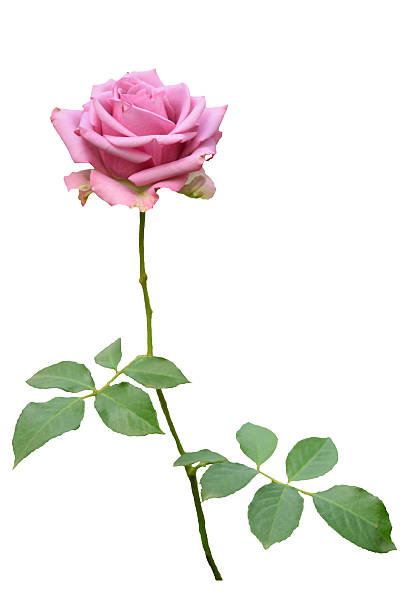 istock pink rose isolated on white background. 533538463