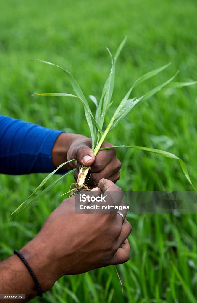 Agricultor examinar o corte - Foto de stock de 2015 royalty-free