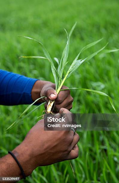 Foto de Agricultor Examinar O Corte e mais fotos de stock de 2015 - 2015, Adulto, Agricultor