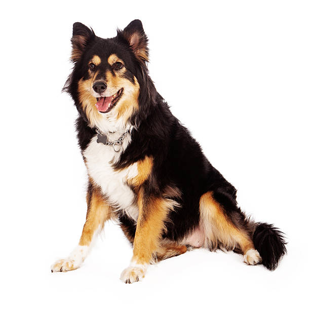 istock Australian Shepherd Cross Dog 533551371
