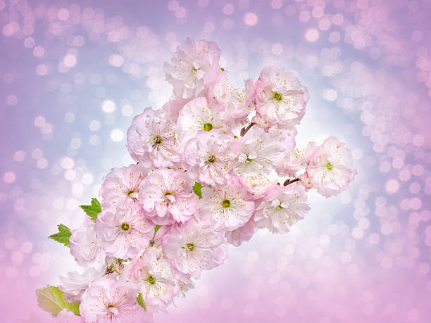 istock Blossoming Almond branch 533551623