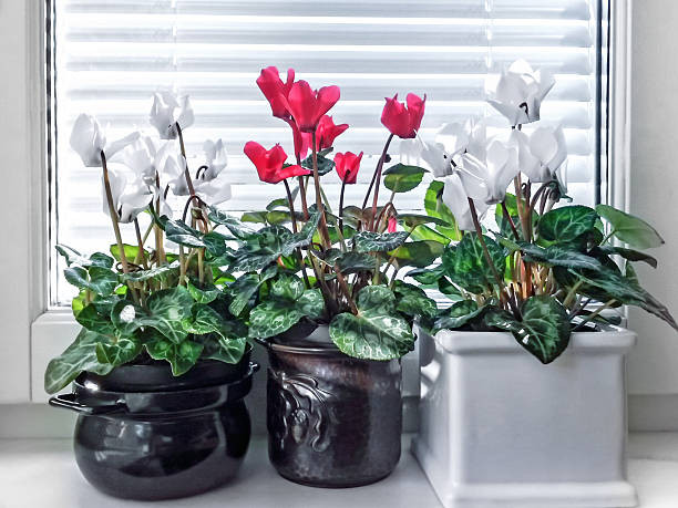 Cyclamen flowers at the window shaded with jalousie.