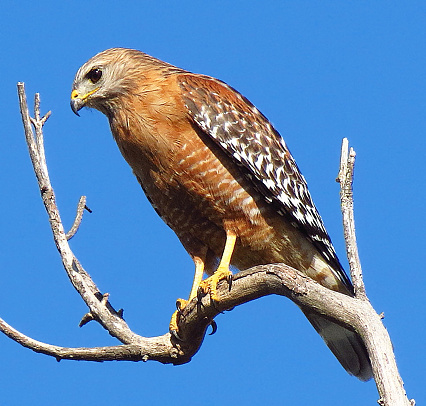Red-shouldered Hawk perched on branch