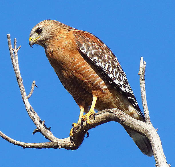 Red Hawk From Rio 3,200+ Red Shouldered Hawk Stock Photos, Pictures & Royalty-Free Images ...