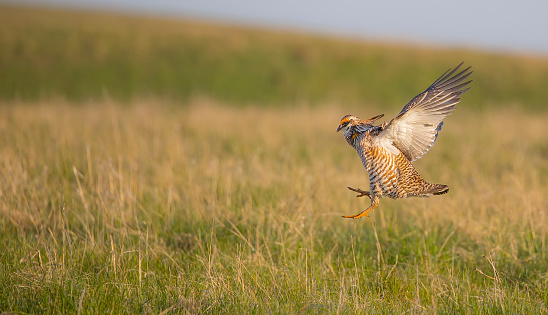 Prairie chicken in South Dakota on a lek