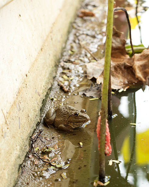 istock Frogs and green leaves in nature. 533553279