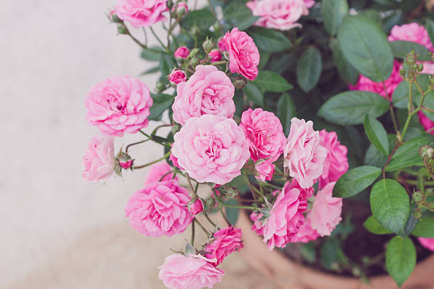 Pink roses in bloom in a garden.