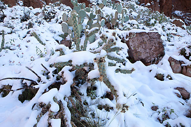 nívea cactus-rare arizona storm - prickley pear cactus fotografías e imágenes de stock