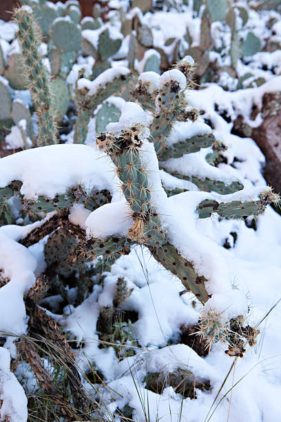 istock Snowy Cactus - Rare Arizona Storm 533554471