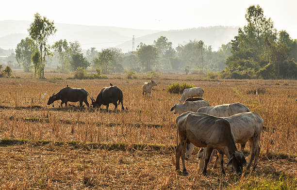 vache adn buffalo brouter dans une prairie au coucher du soleil - medium group of animals photos et images de collection