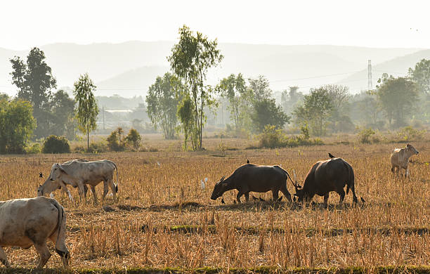 vache adn buffalo brouter dans une prairie au coucher du soleil - medium group of animals photos et images de collection