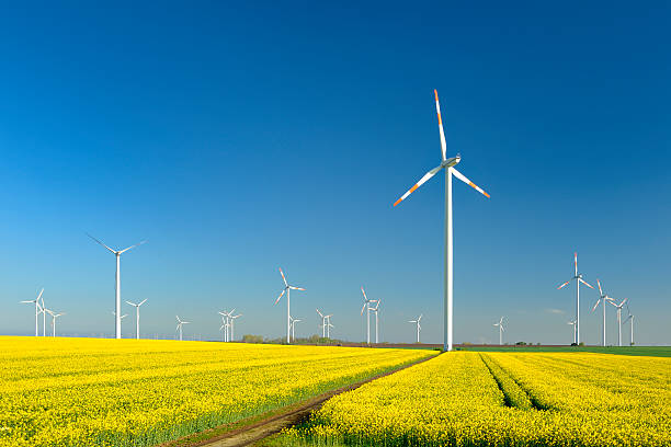 istock Wind Turbines in Field of Canola in Spring 533554801