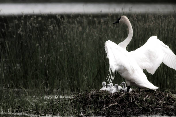 istock Trumpeter Swan and Babies 533554868