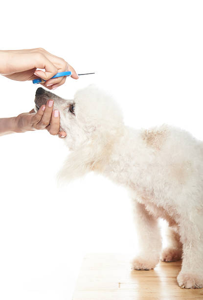 istock poodle getting hair cut 533554900