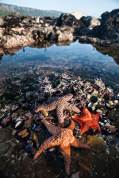 Colorful Starfish in Tide Pool Colorful Ochre starfish and a Bat starfish feed on mussels and barnacles in a tide pool along the coast of northern California. Tide pools on the west coast support a wide variety of marine life. mendocino photos stock pictures, royalty-free photos & images